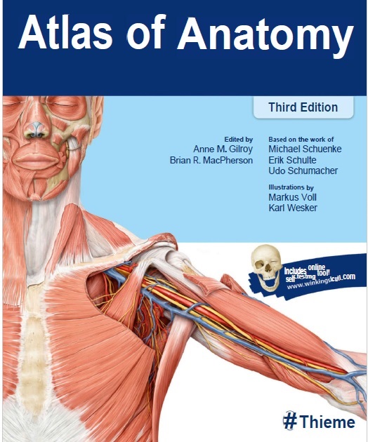stretching anatomy 3rd edition pdf